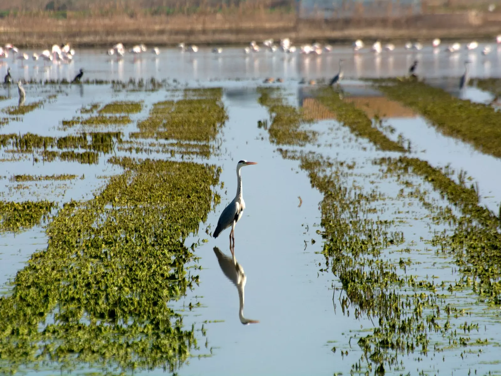 Burung di Albufera di Valencia