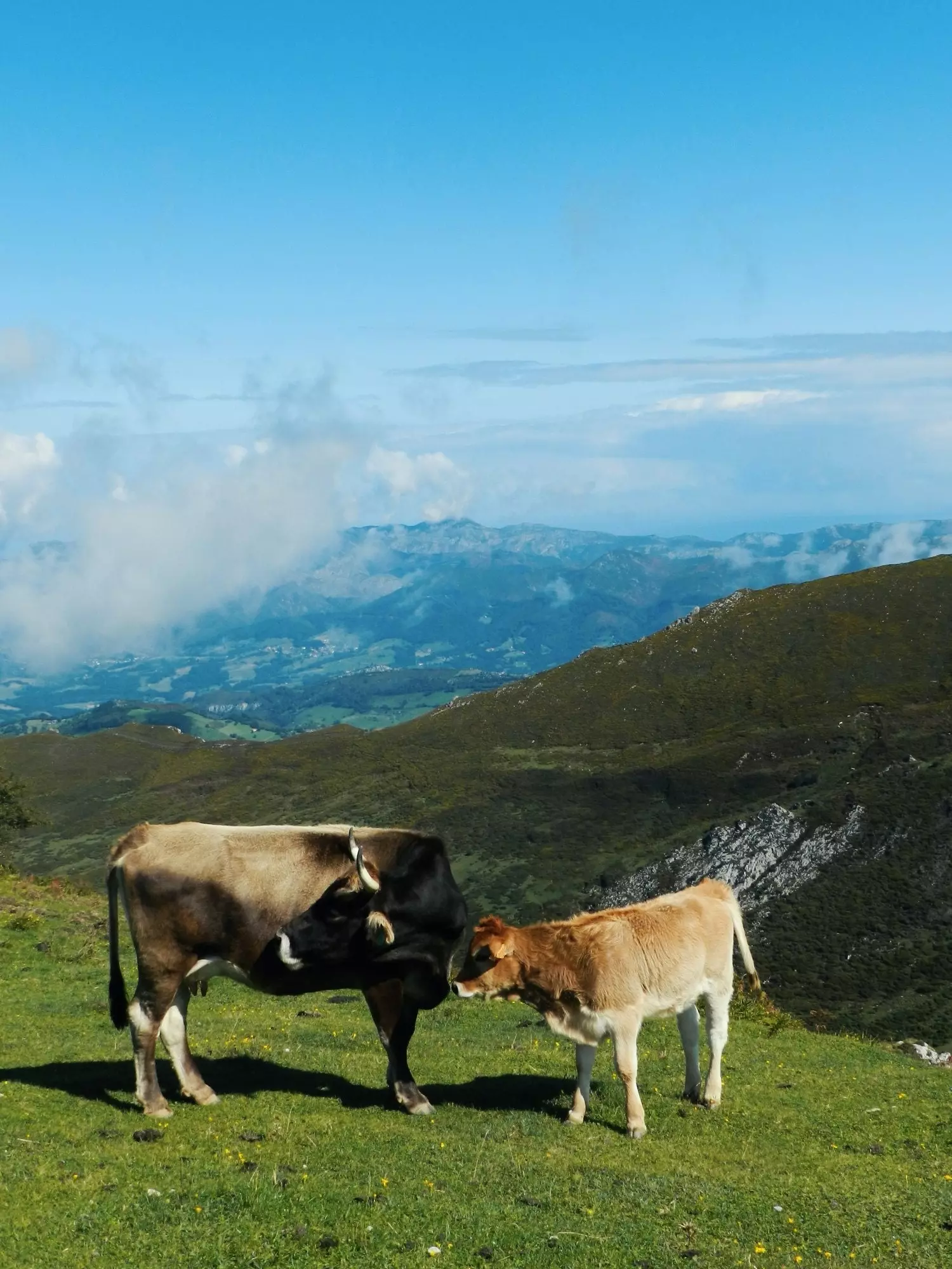 Quem não teve que esperar em alguma estrada asturiana que as vacas se deixassem passar