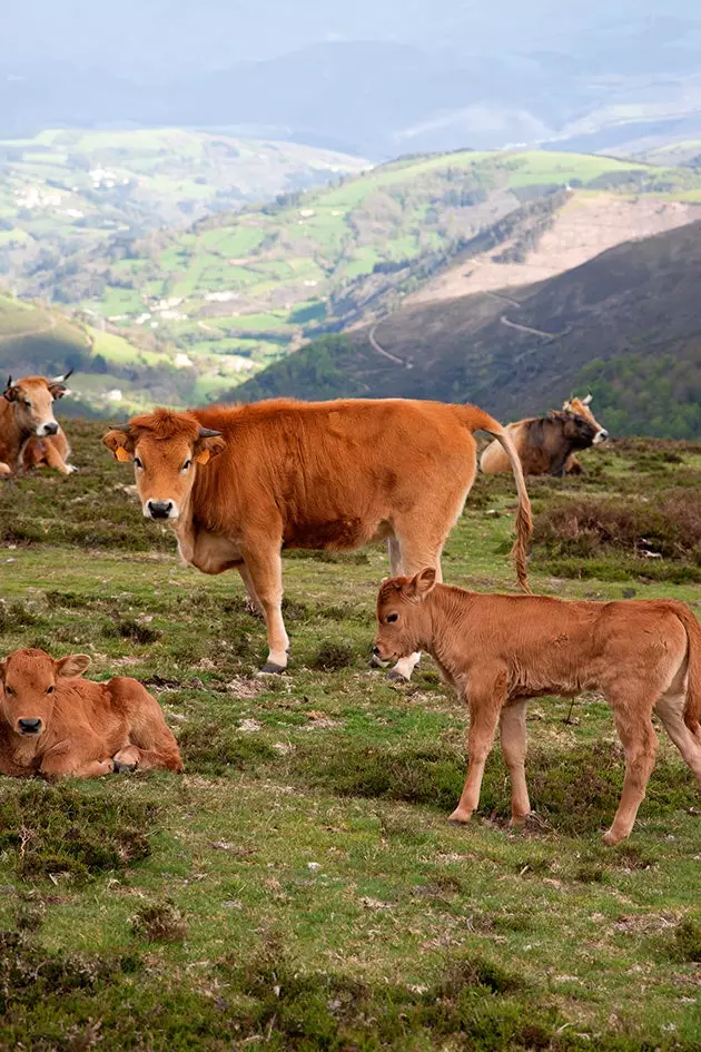 asturian cows