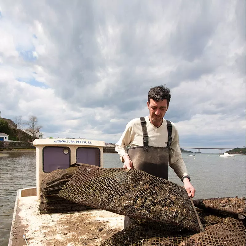 oysters asturias