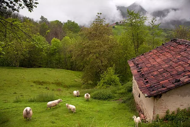 asturijska ovca