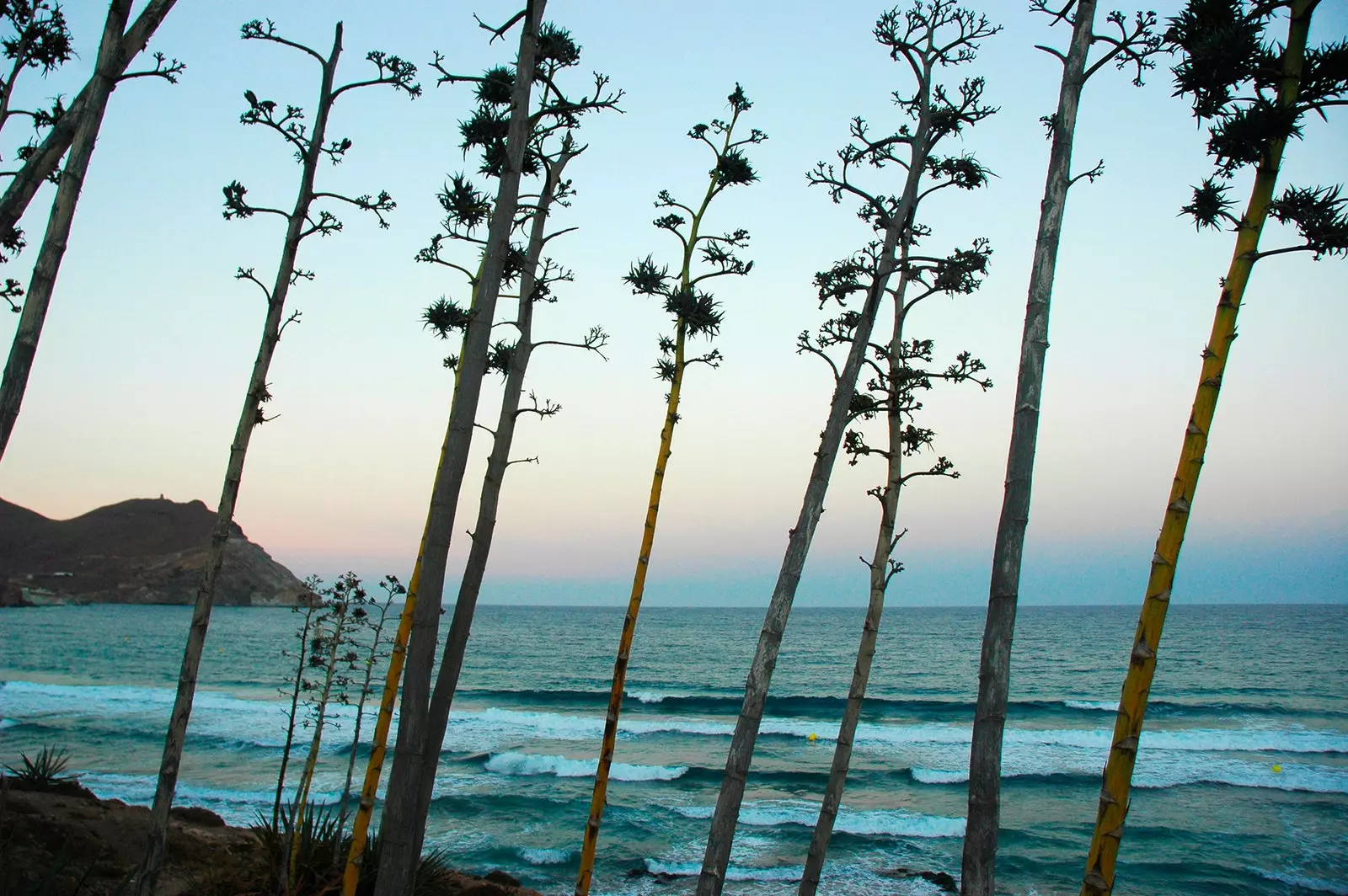 Cabo de Gata fügefája