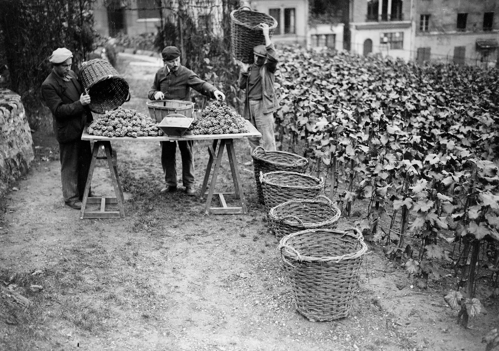 Vendemmia Francia