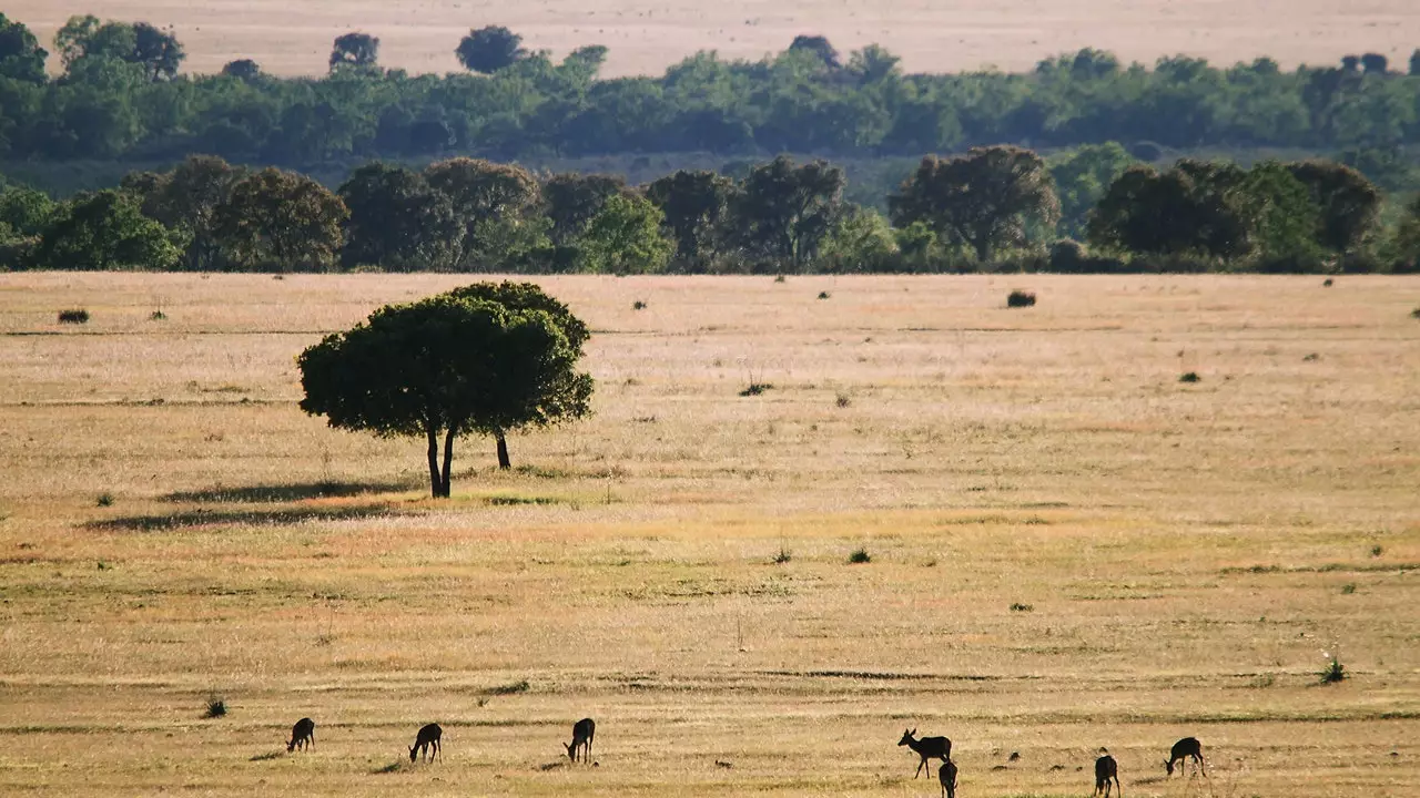 Kabaneros milliy bog'i, "Ispan Serengeti" ni kashf etadi