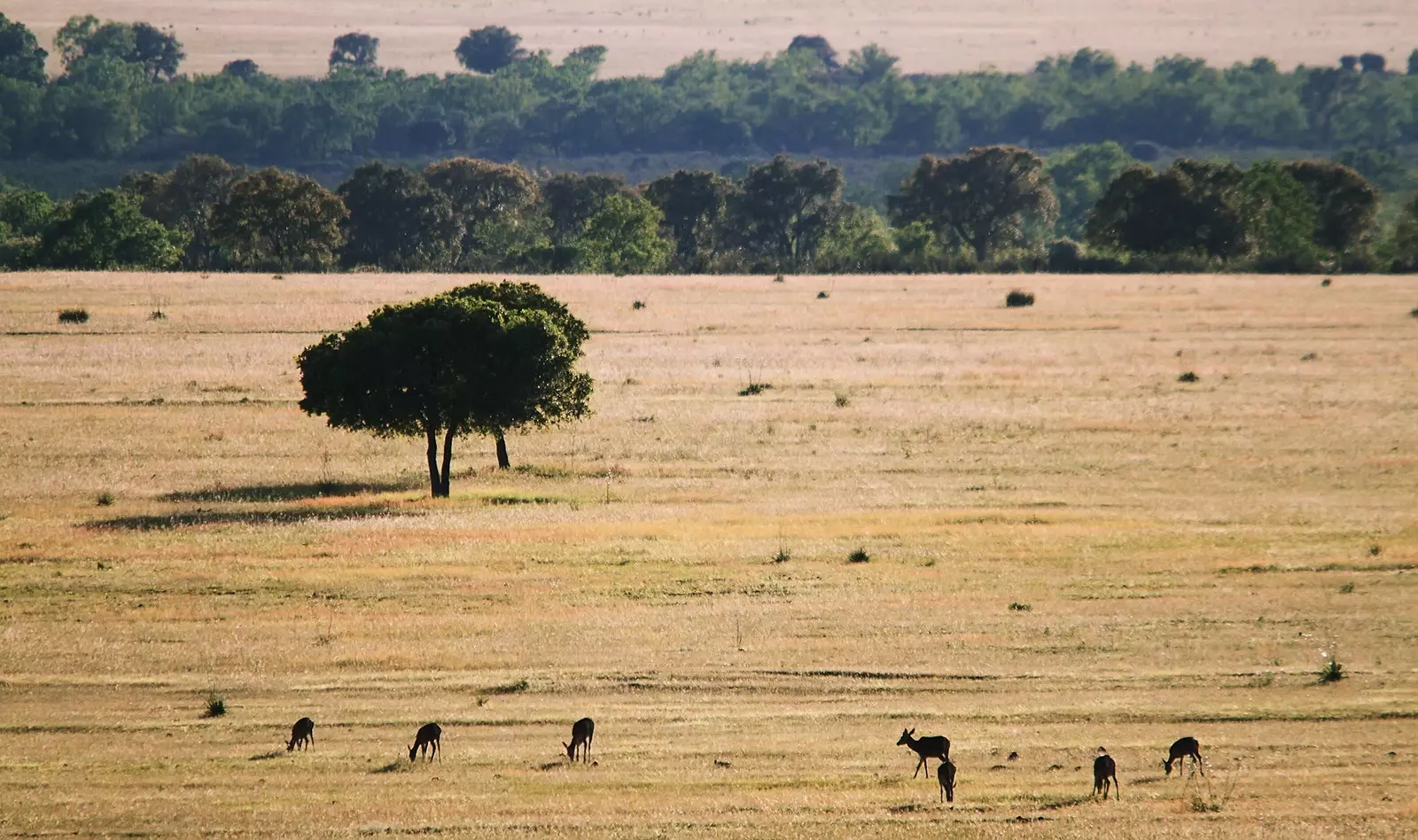 Cabañeros National Park ontdekt de 'Spaanse Serengeti'