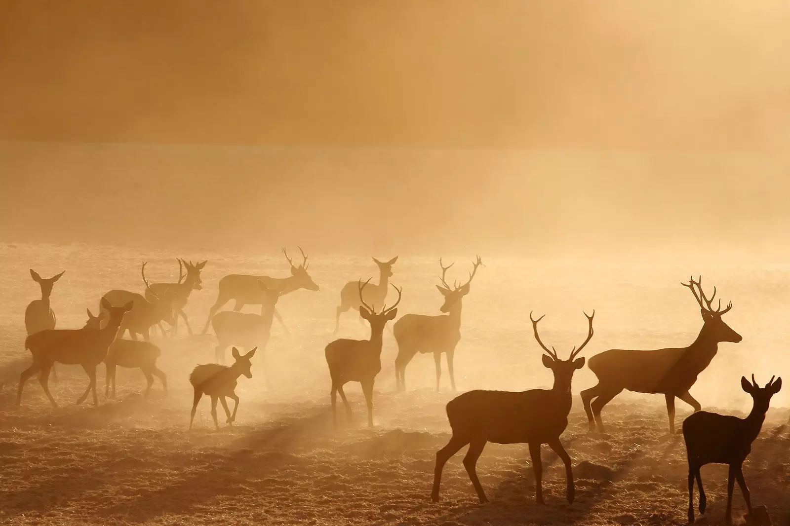 Národní park Cabañeros prohlídka „španělského Serengeti“