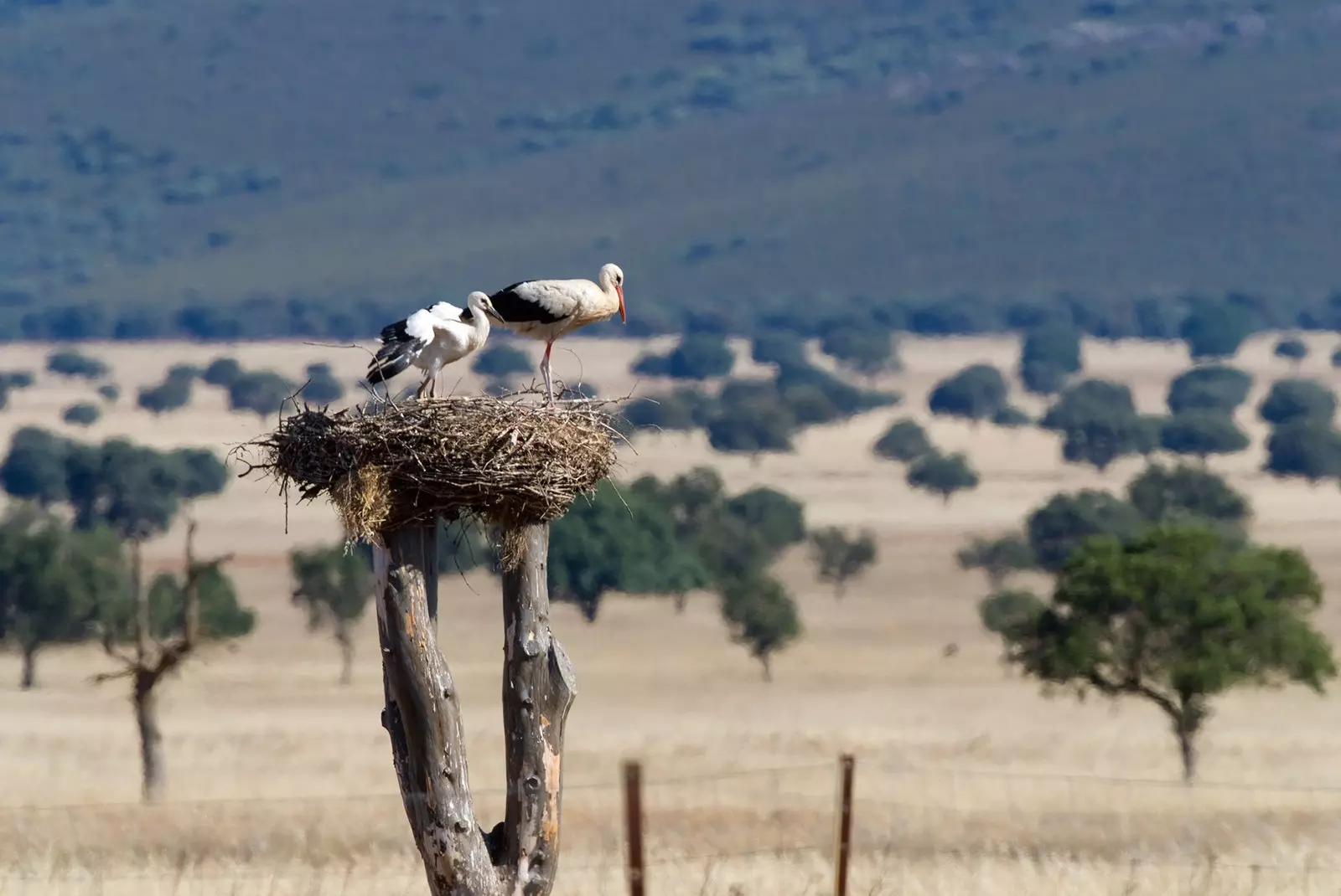 Národný park Cabañeros objavujúci „španielske Serengeti“