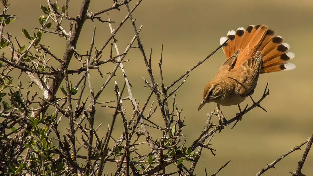 The Rufous Tailed Bird of the Year 2022