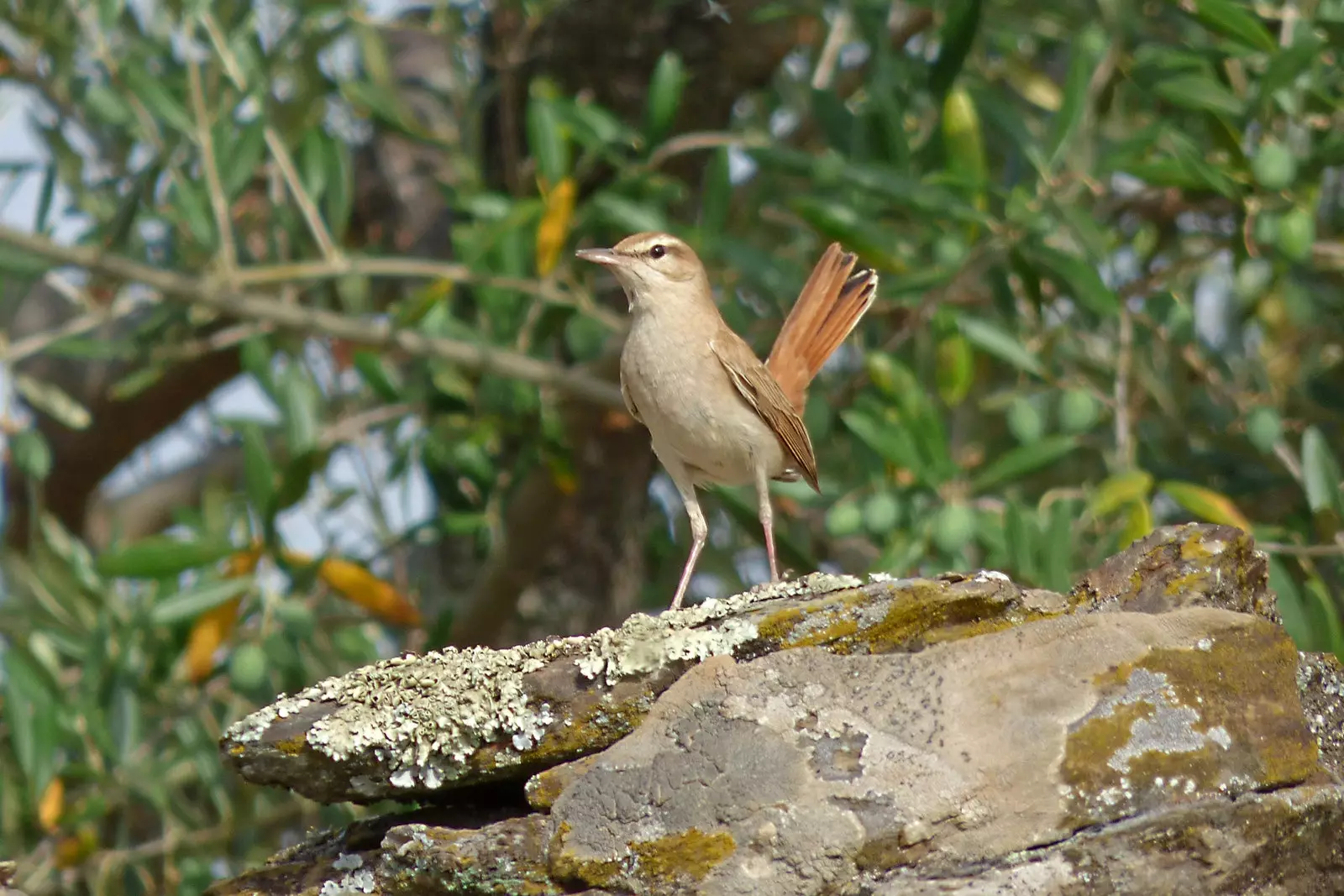 ekor burung kemerah-merahan