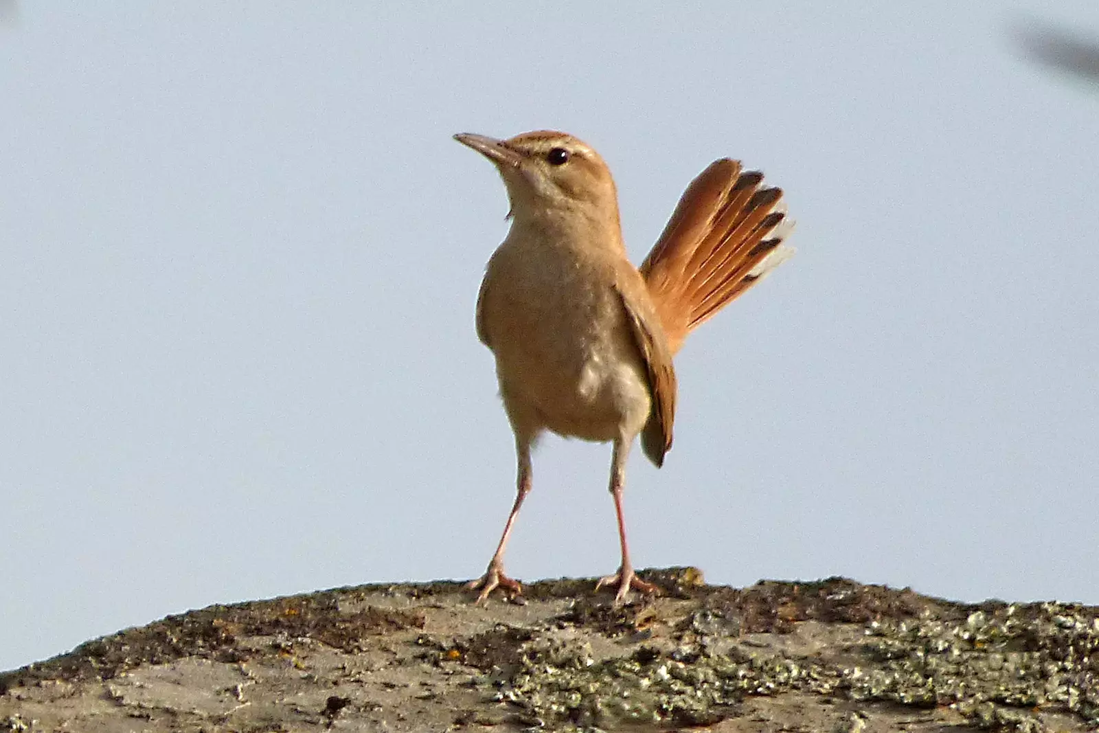 reddish alartail