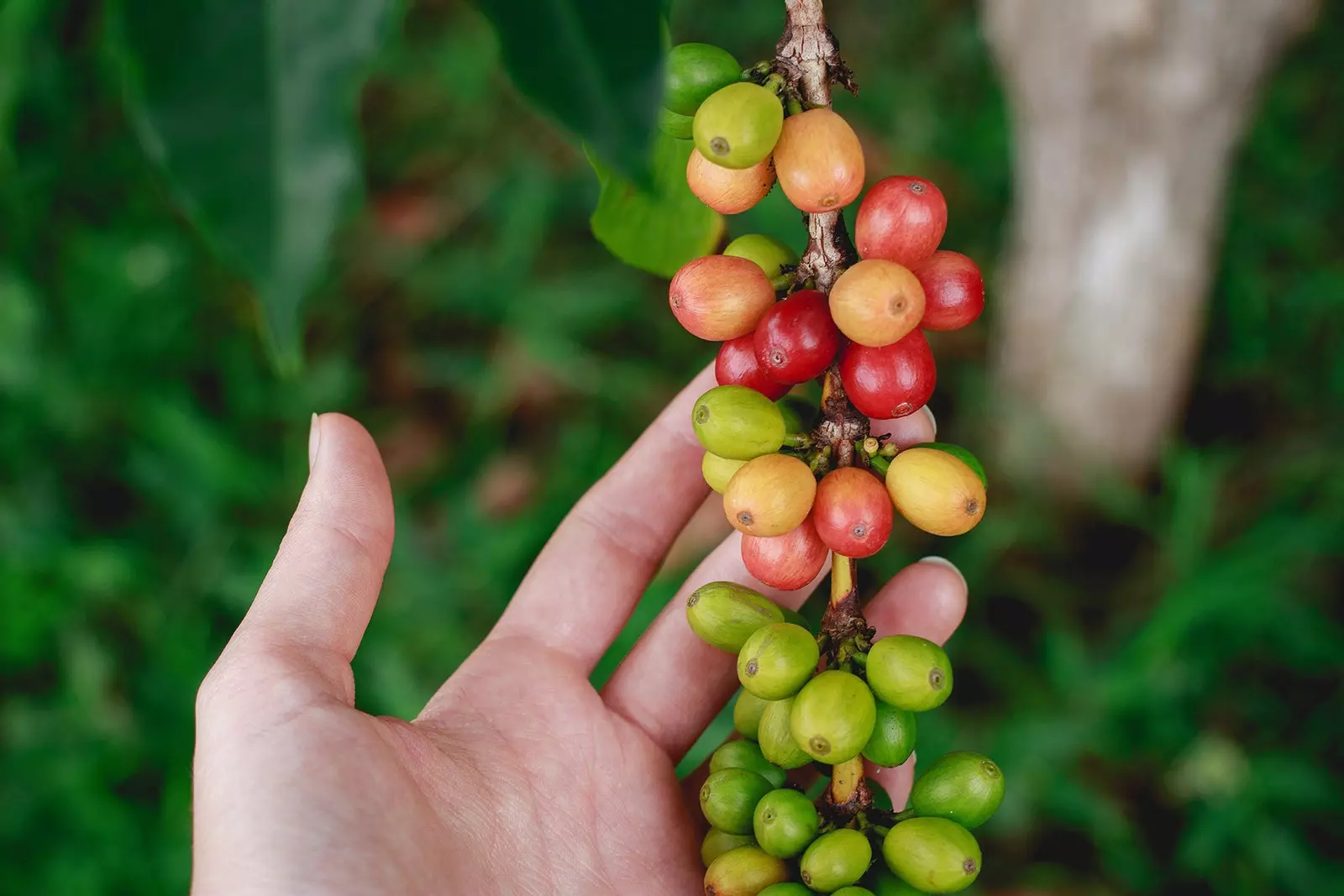 dia internacional do café