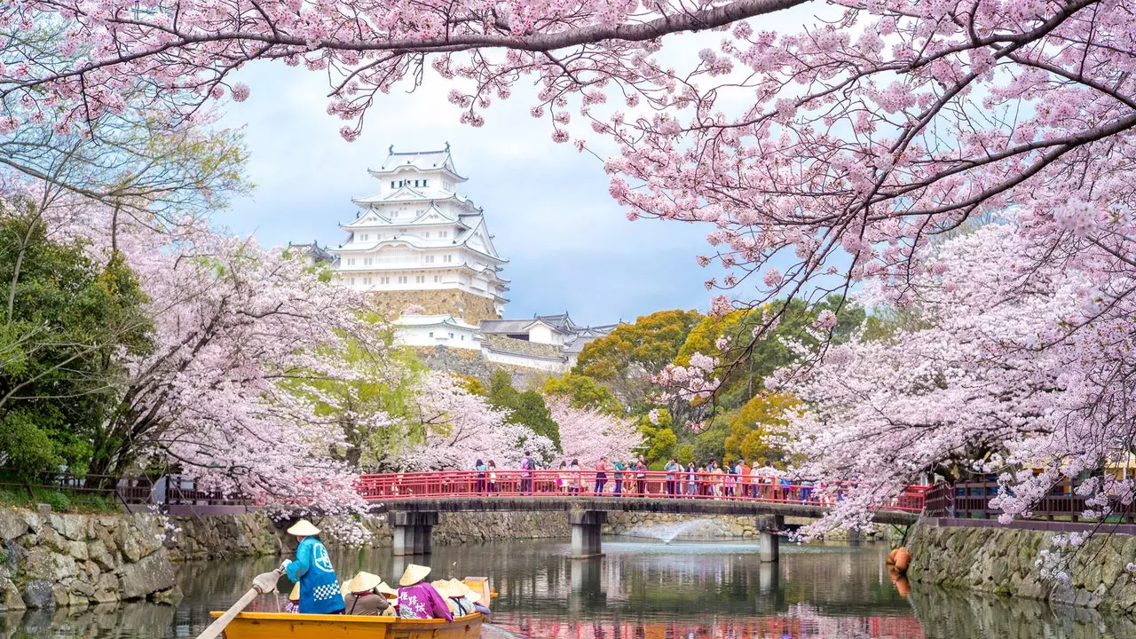 Historien om "hanami", kontemplationen av körsbärsblommor