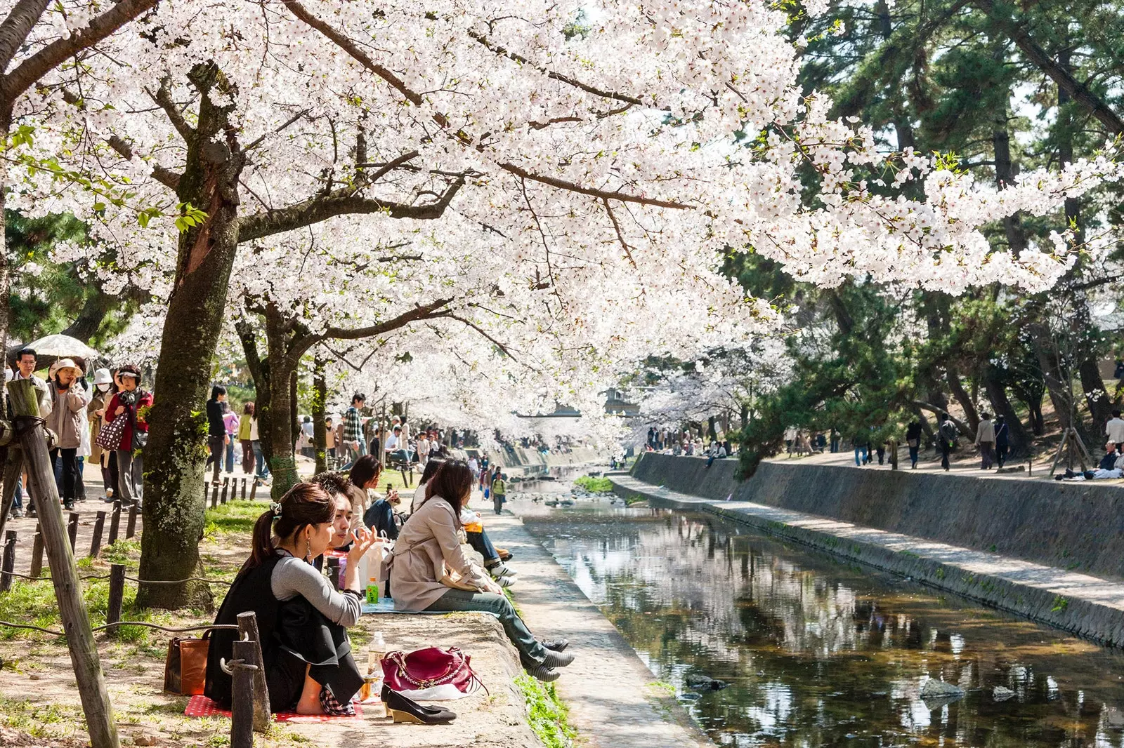 Stair 'hanami' machnamh ar bhláthanna silíní