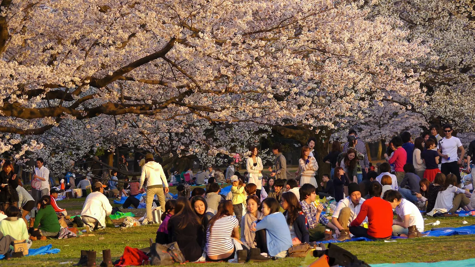 Historie 'hanami' kontemplace třešňových květů