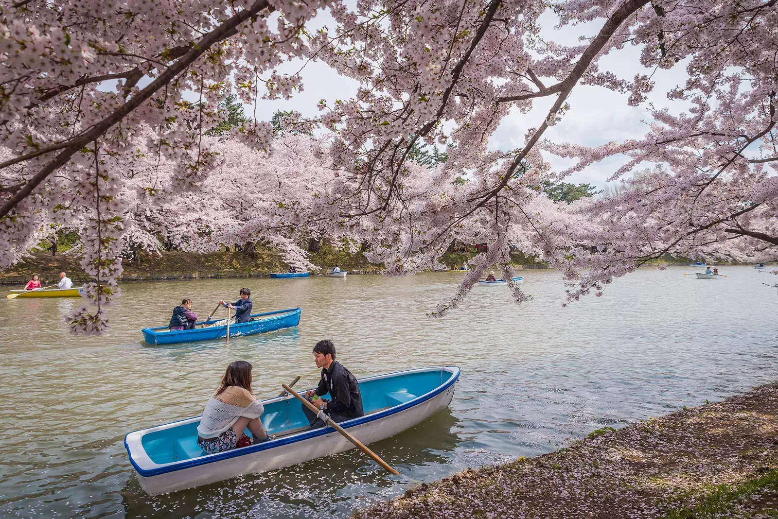 Historien om 'hanami' kontemplation af kirsebærblomster