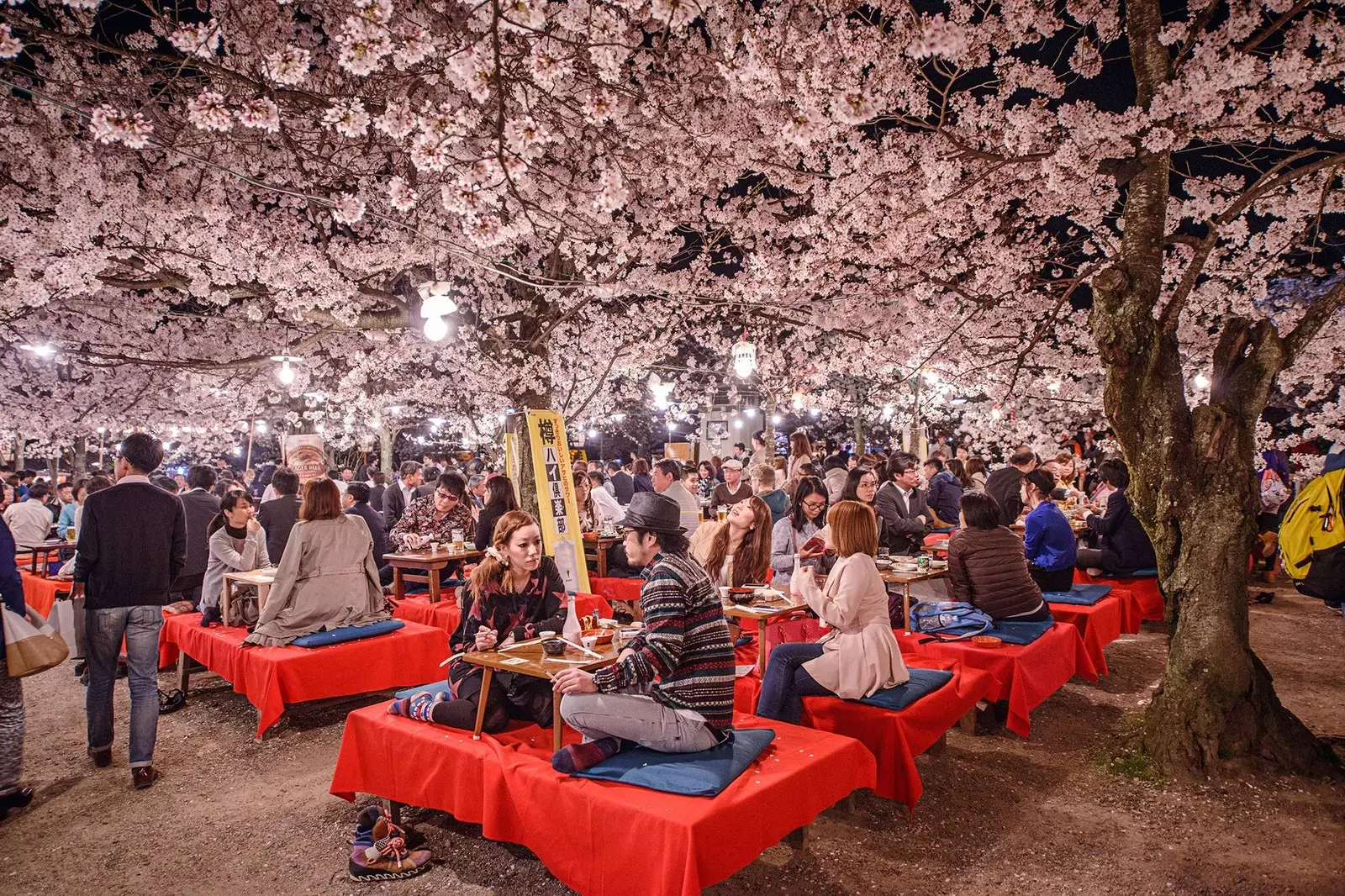 La història de l'hanami la contemplació dels cirerers en flor