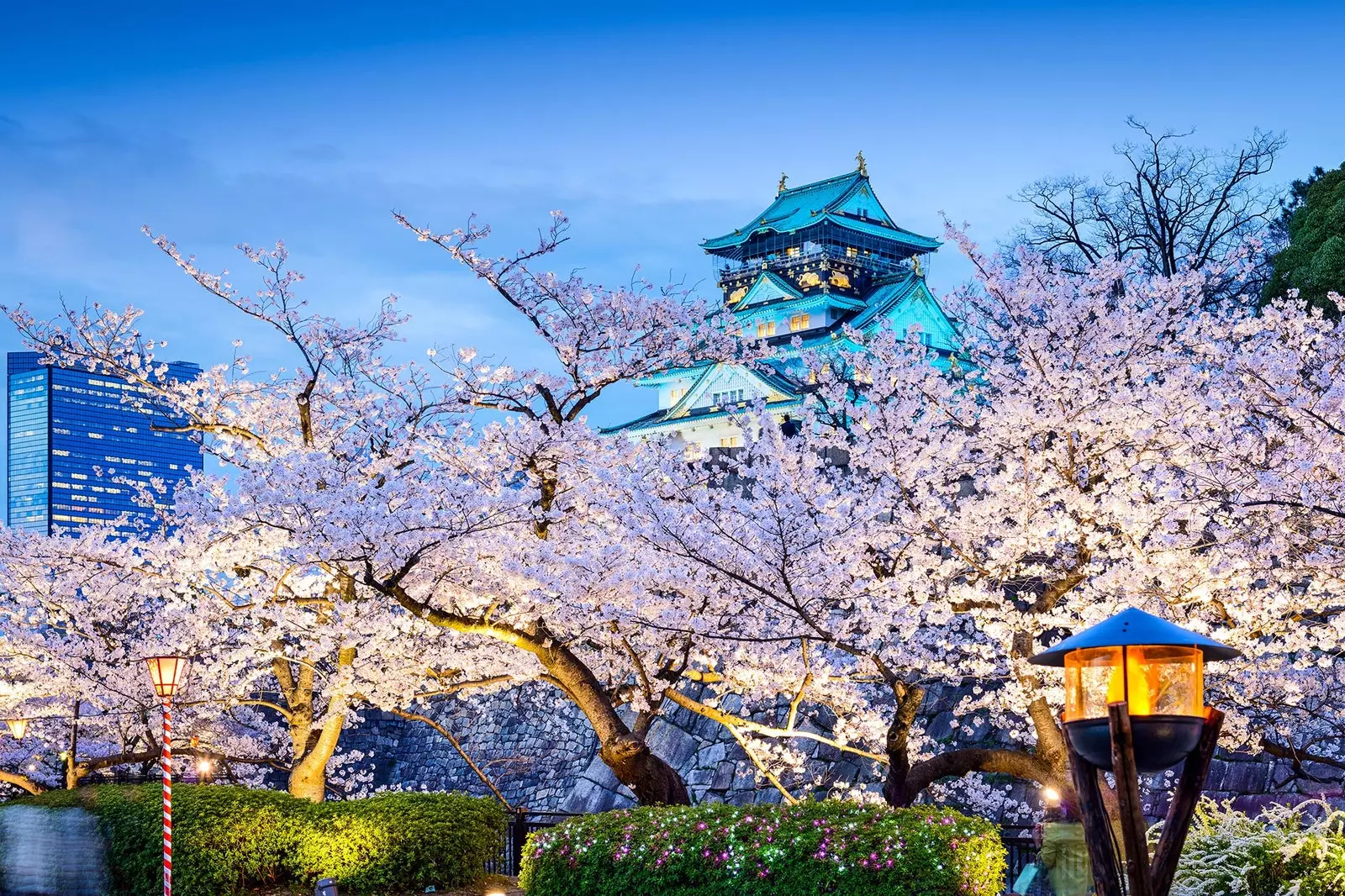 Historien om 'hanami' kontemplation af kirsebærblomster