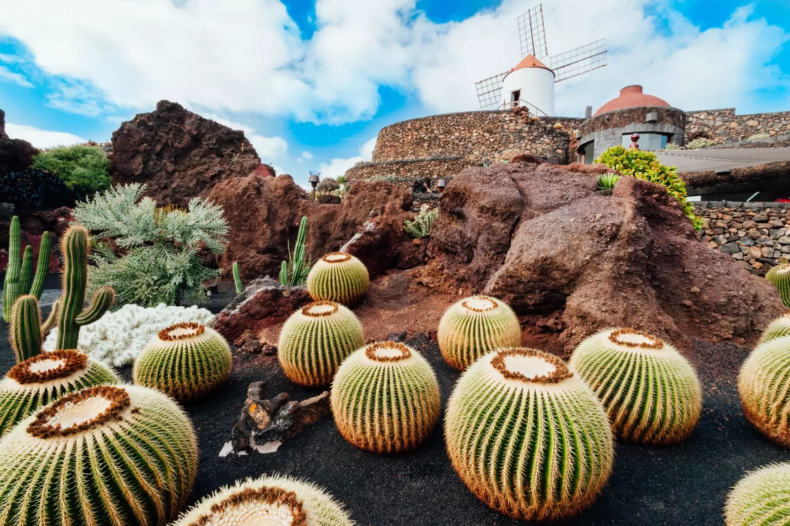 Cactos em Lanzarote