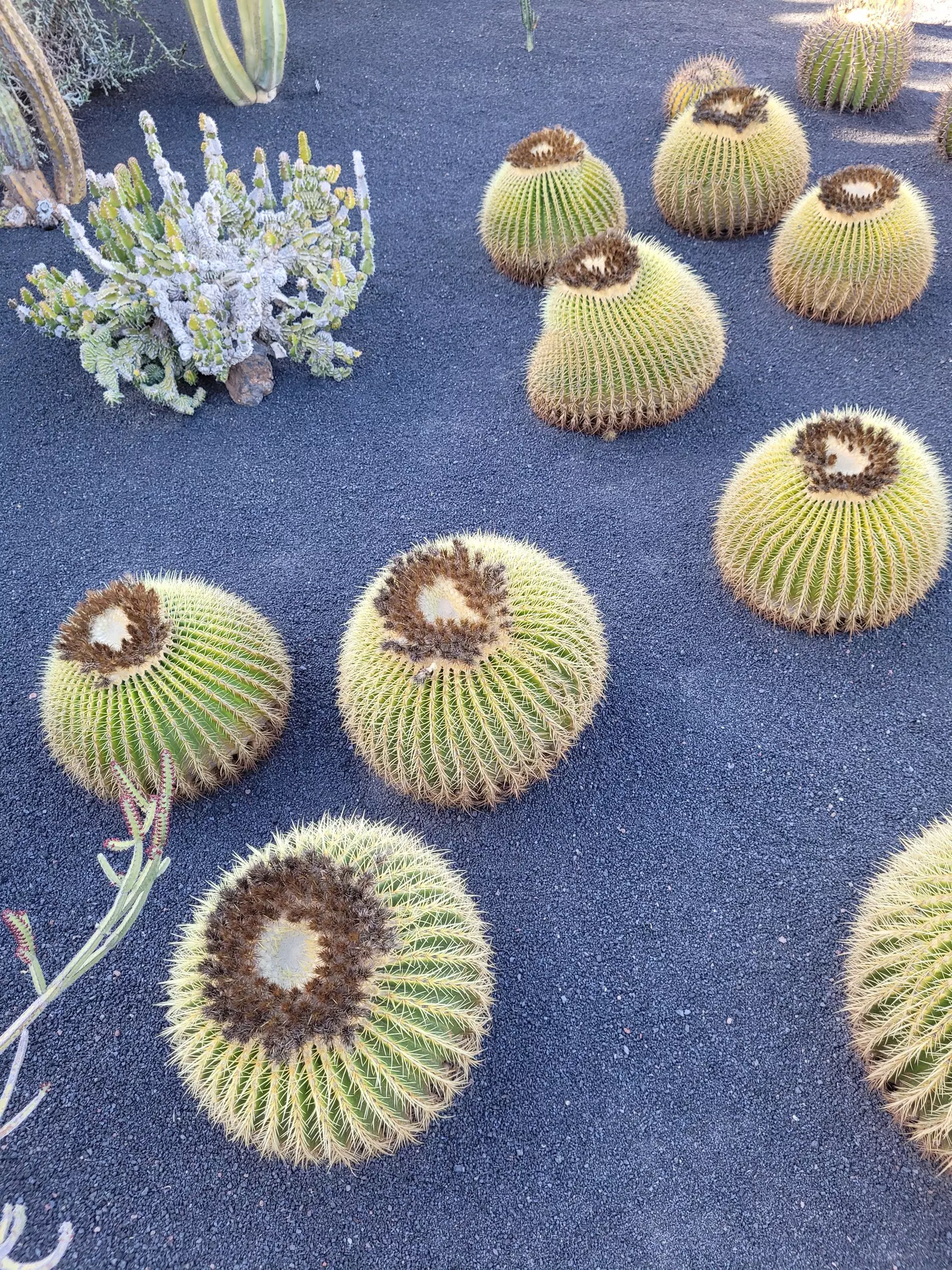 Giardino dei cactus di Lanzarote.