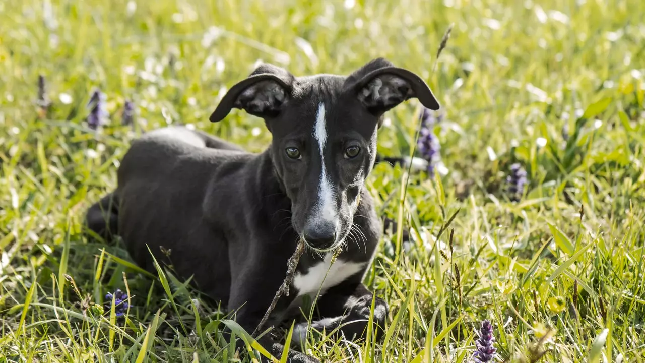 7 charmante ländlech Hoteler a Spuenien wou Ären Hond méi wéi wëllkomm ass