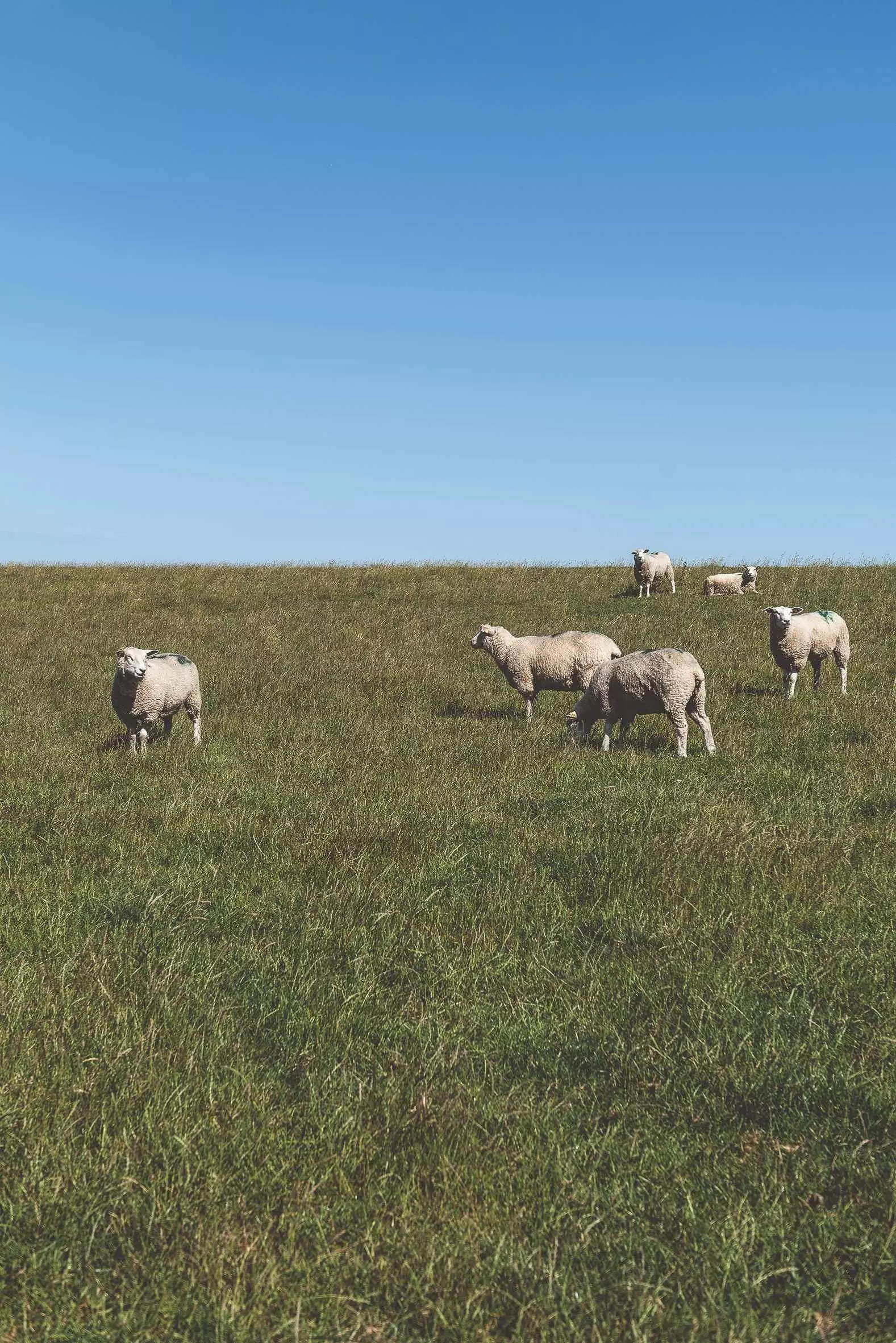 Sheep in a meadow at Altes Schöpfwerk