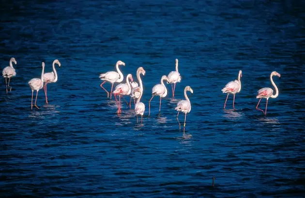 Salinas de San Pedro fauna