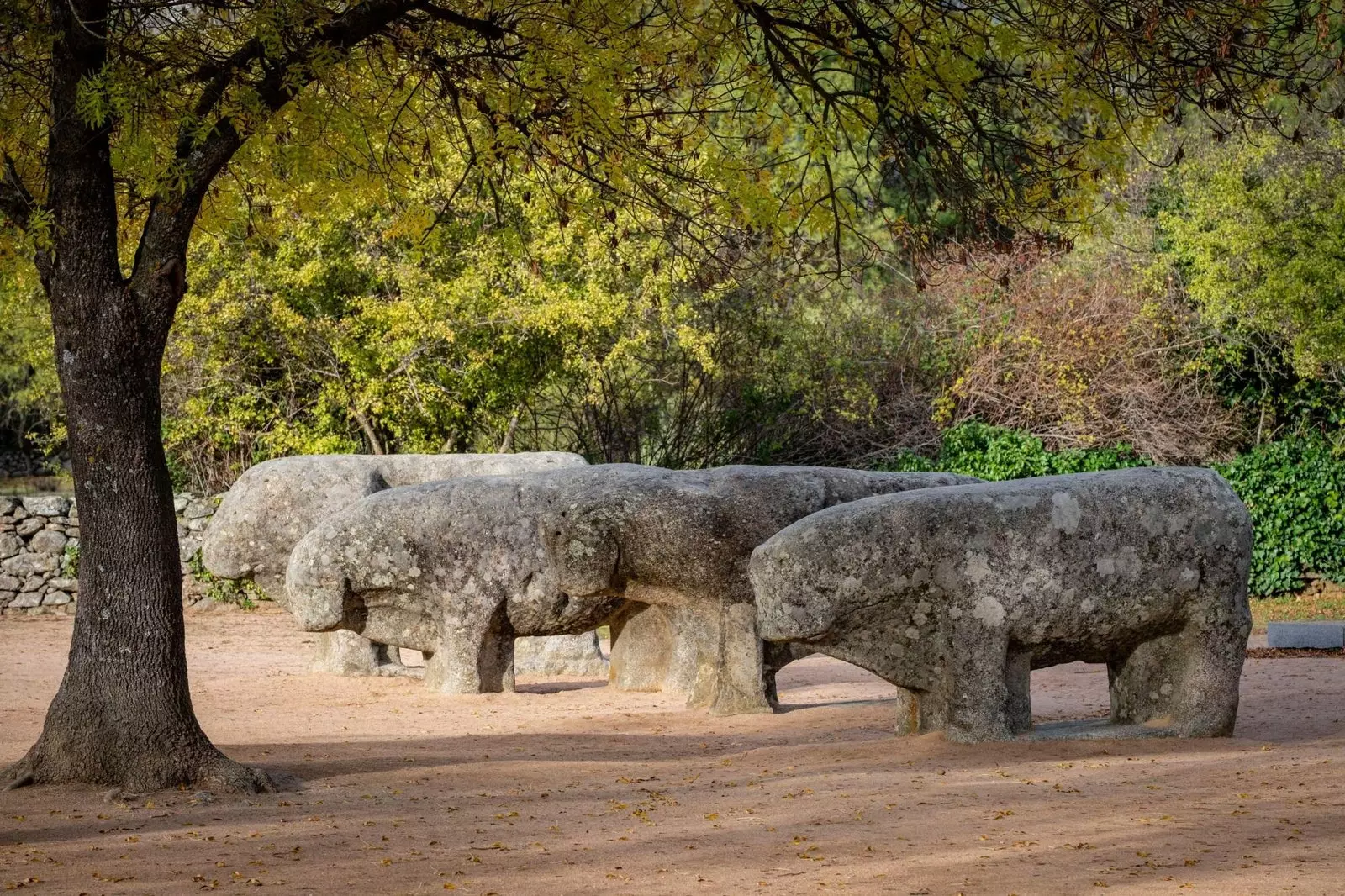 Tauri înăbușiți