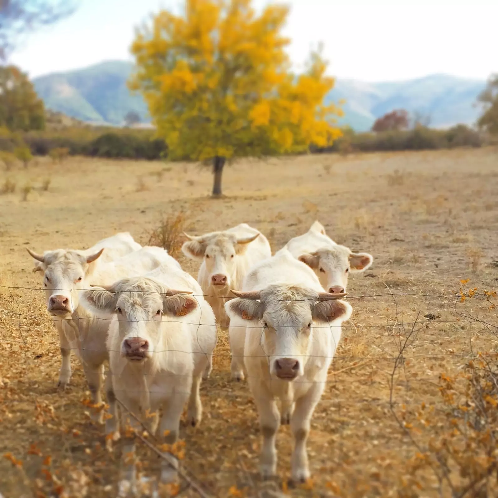 Visite vun El Capriolo