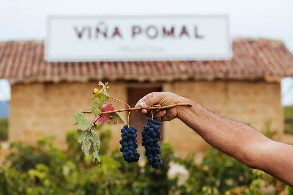 Vineyard Pomal