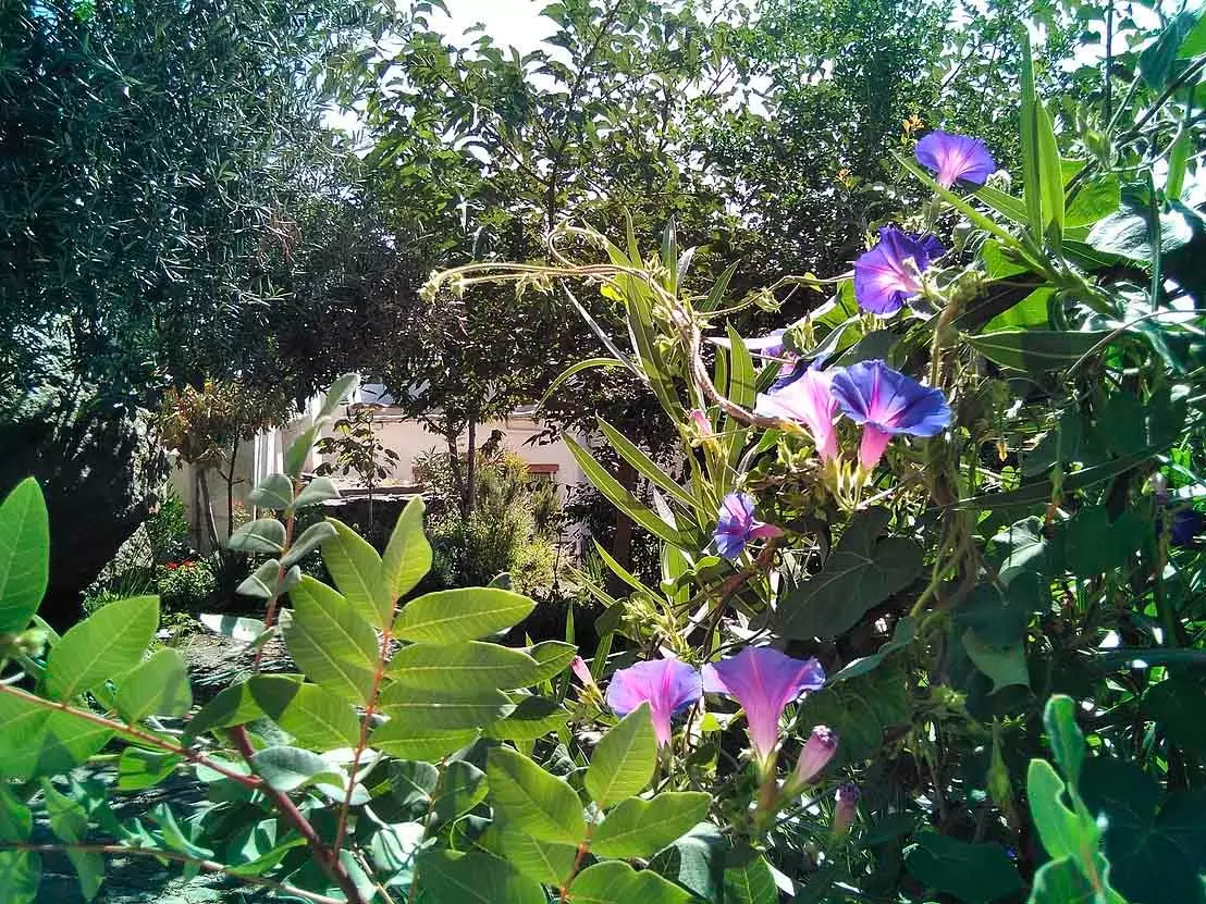 Atalbeitar Rock Garden