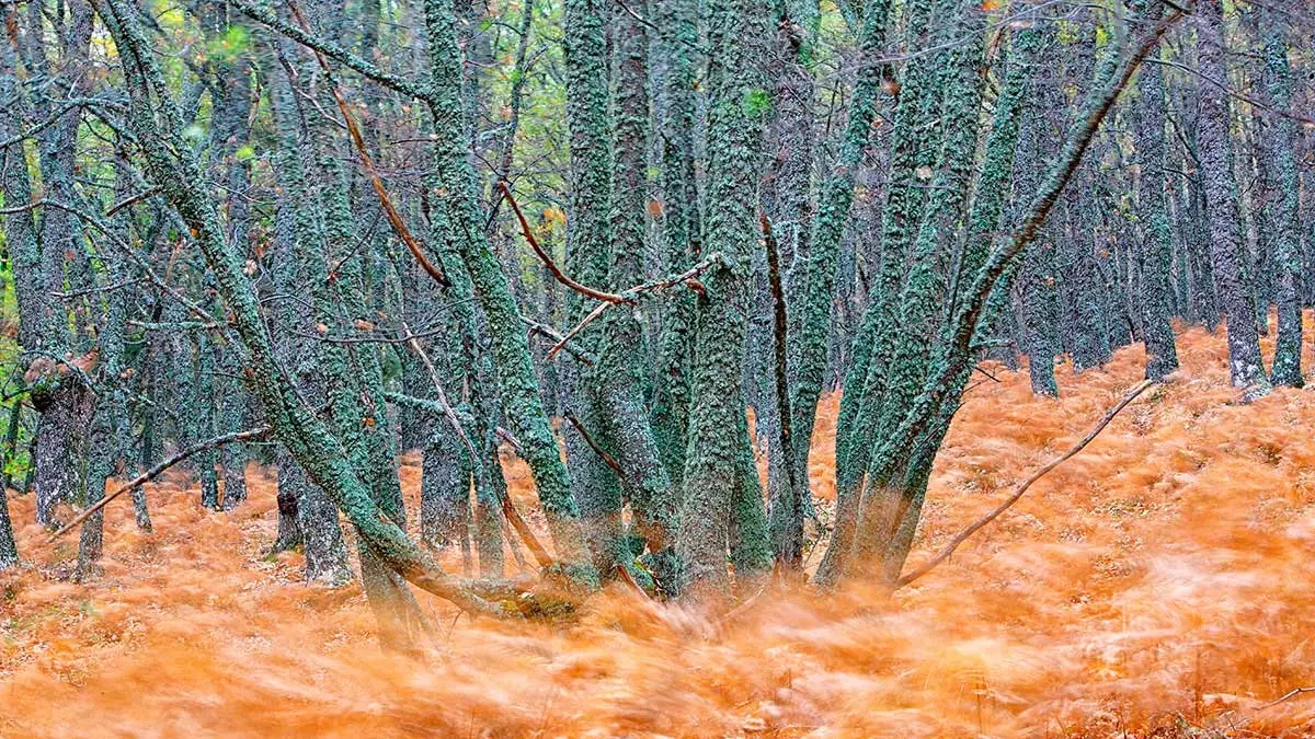 La oss redde El Castañar del Tiemblo