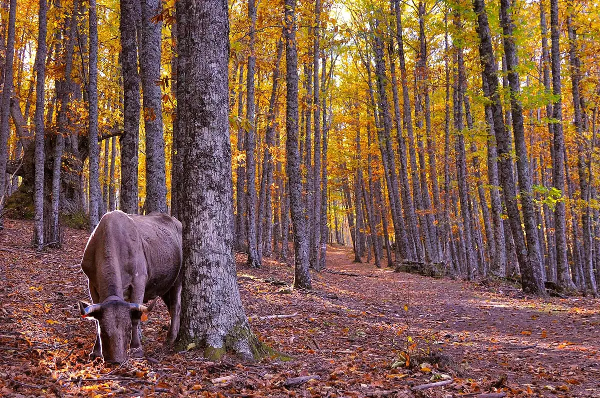 O plimbare de două ore prin natură