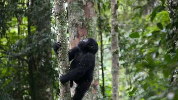 Primātu ceļš: gorillas Āfrikā un orangutāni Āzijā