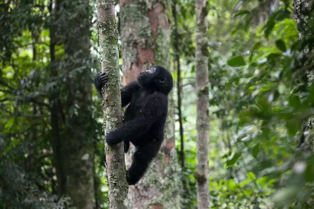 Ir-rotta tal-gorillas primati fl-Afrika u orangutans fl-Asja