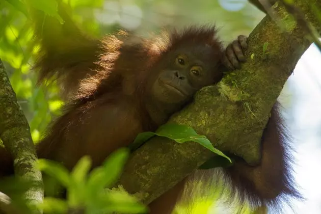 Orangutanger på Borneo