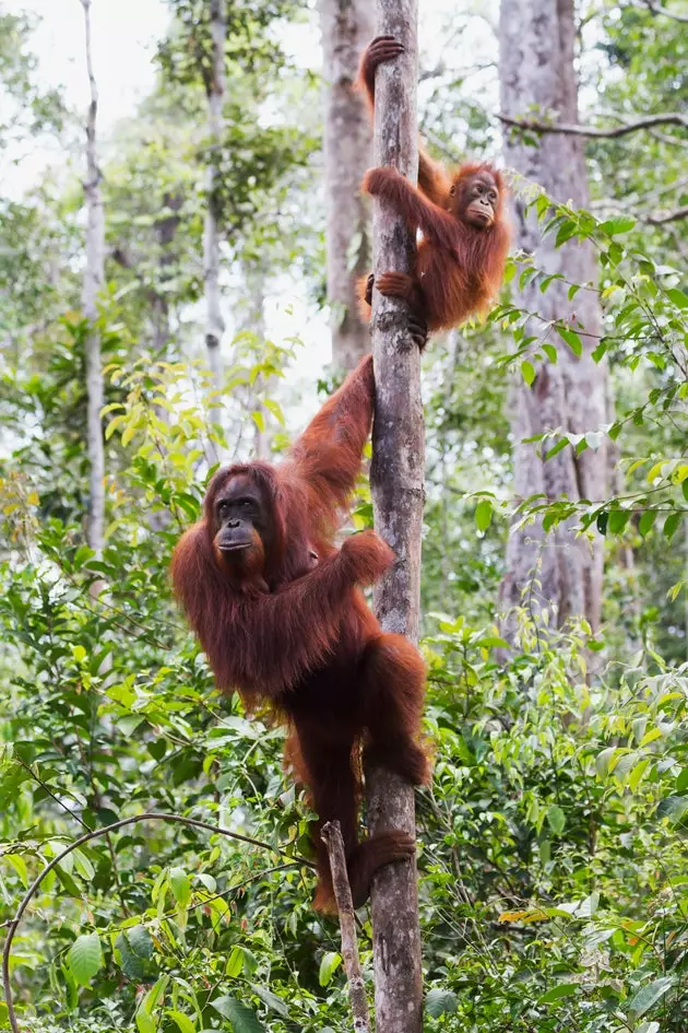 Orangutans a Borneo