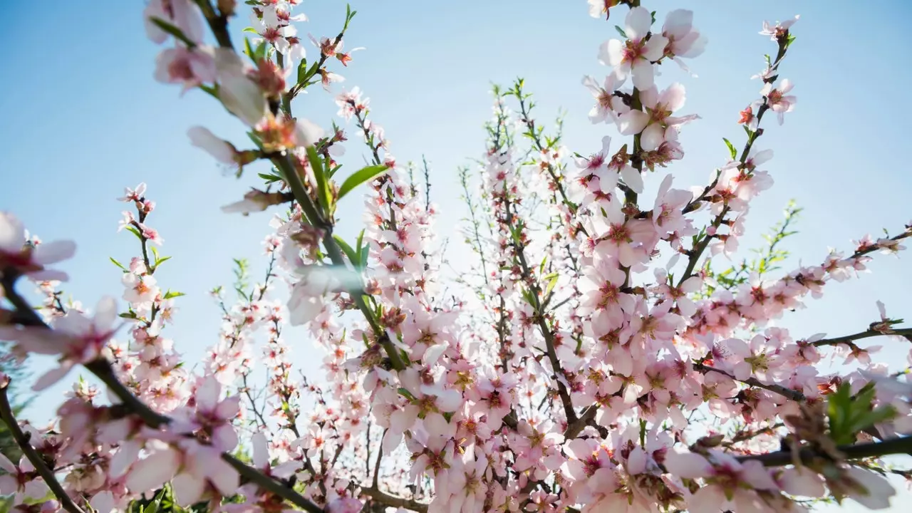 Vous aurez envie d'aller à Ibiza pour voir la floraison des amandiers au Pla de Corona