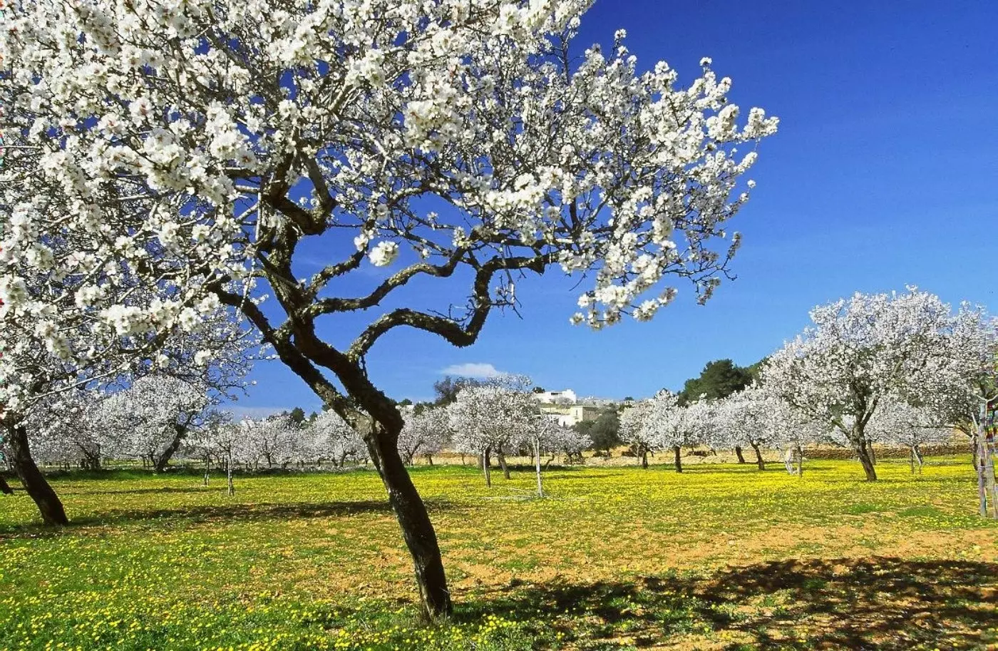 A floração das amendoeiras em Pla de Corona.