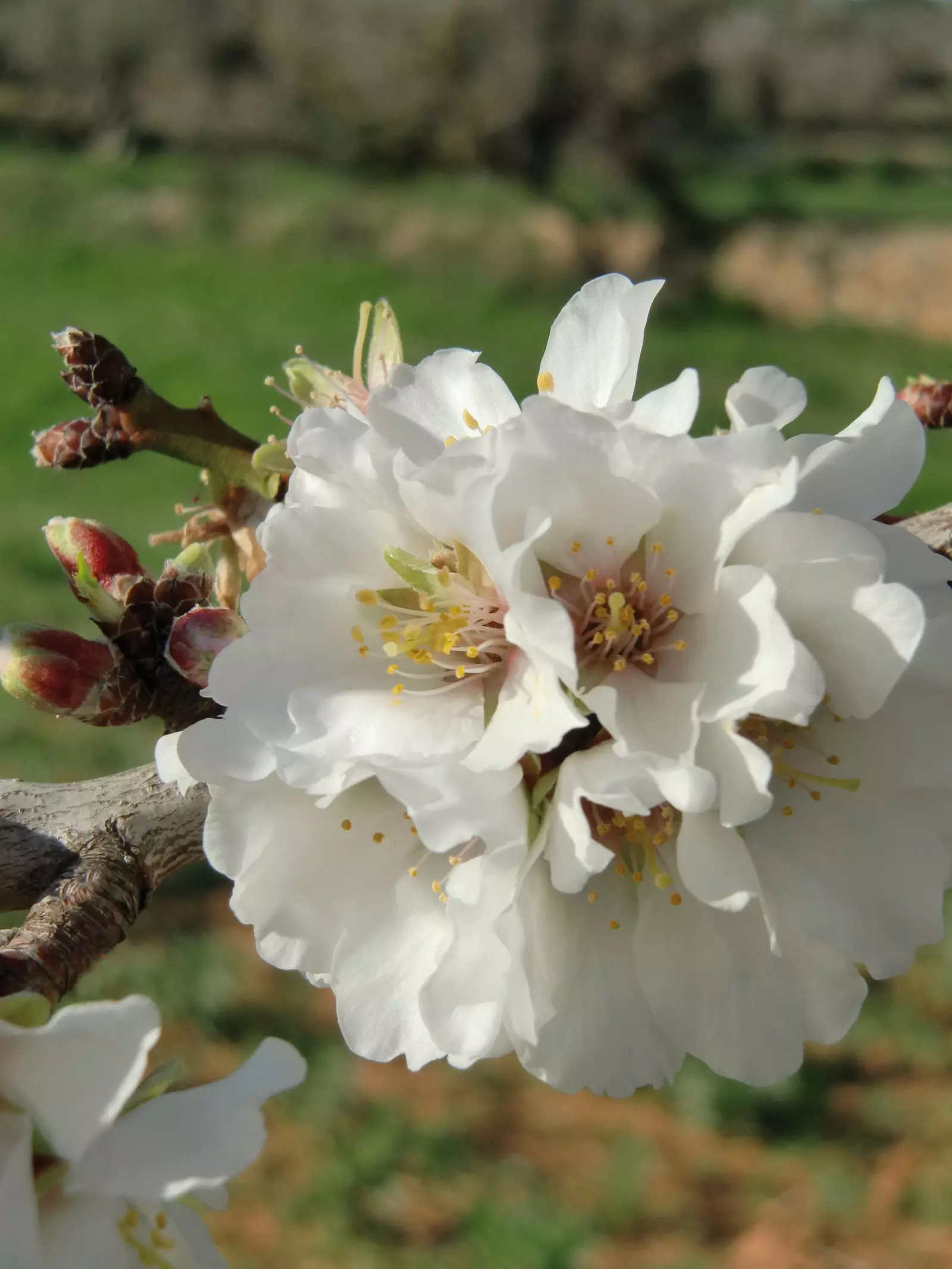 A amendoeira em flor.