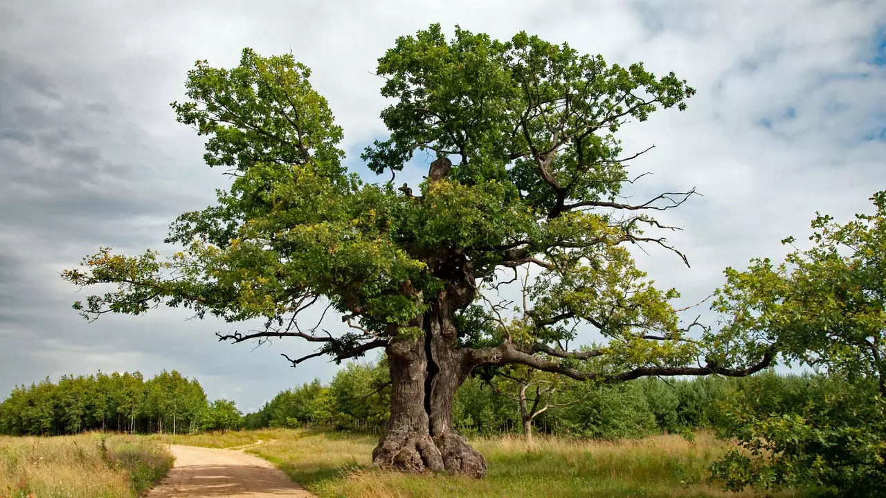 And the European Tree of the Year 2022 is...