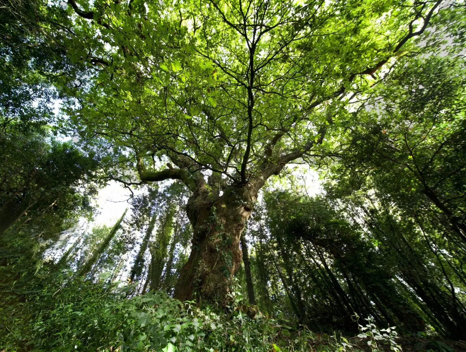 Carballo av Forest of the Conxo Bankett Santiago de Compostela.