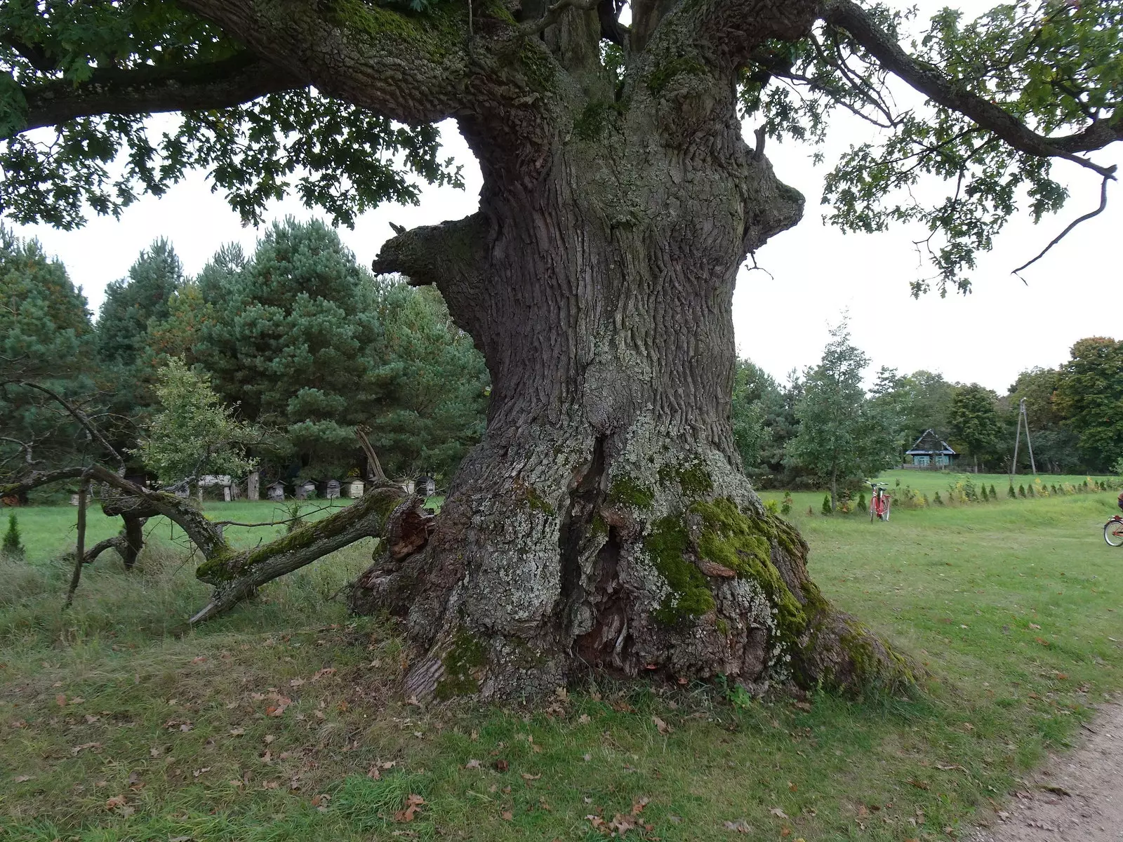 dunin oak