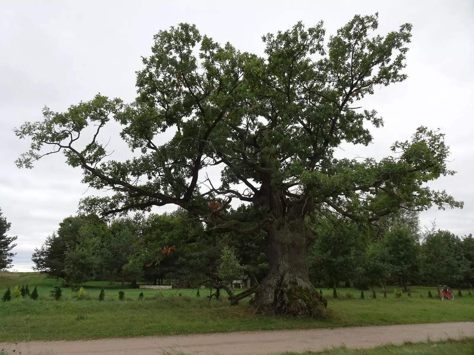 quercia di Dunin