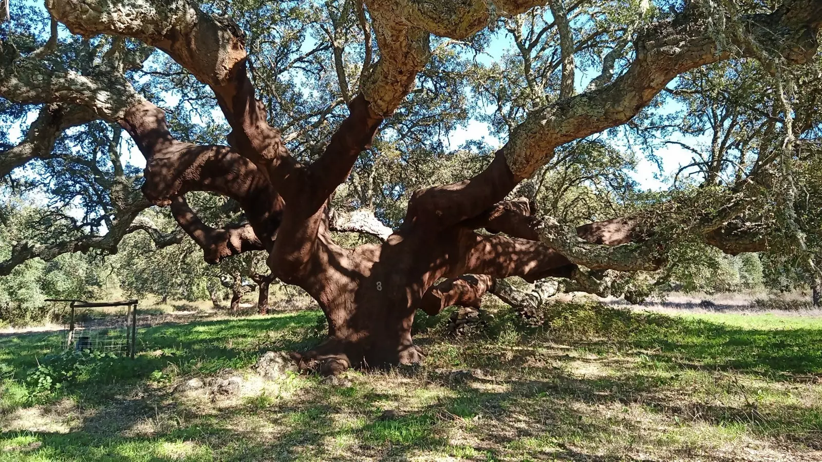 The Great Cork Oak