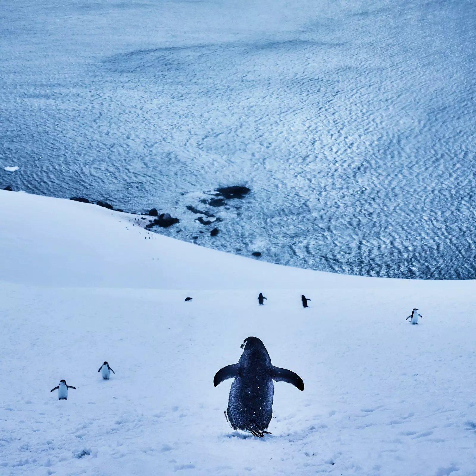 Antarctica de Diego Martínez