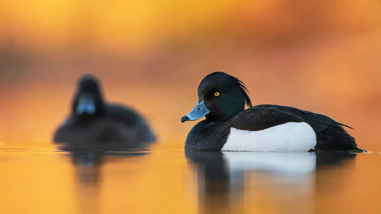 Aves do mundo: estas são as melhores fotografias do ano