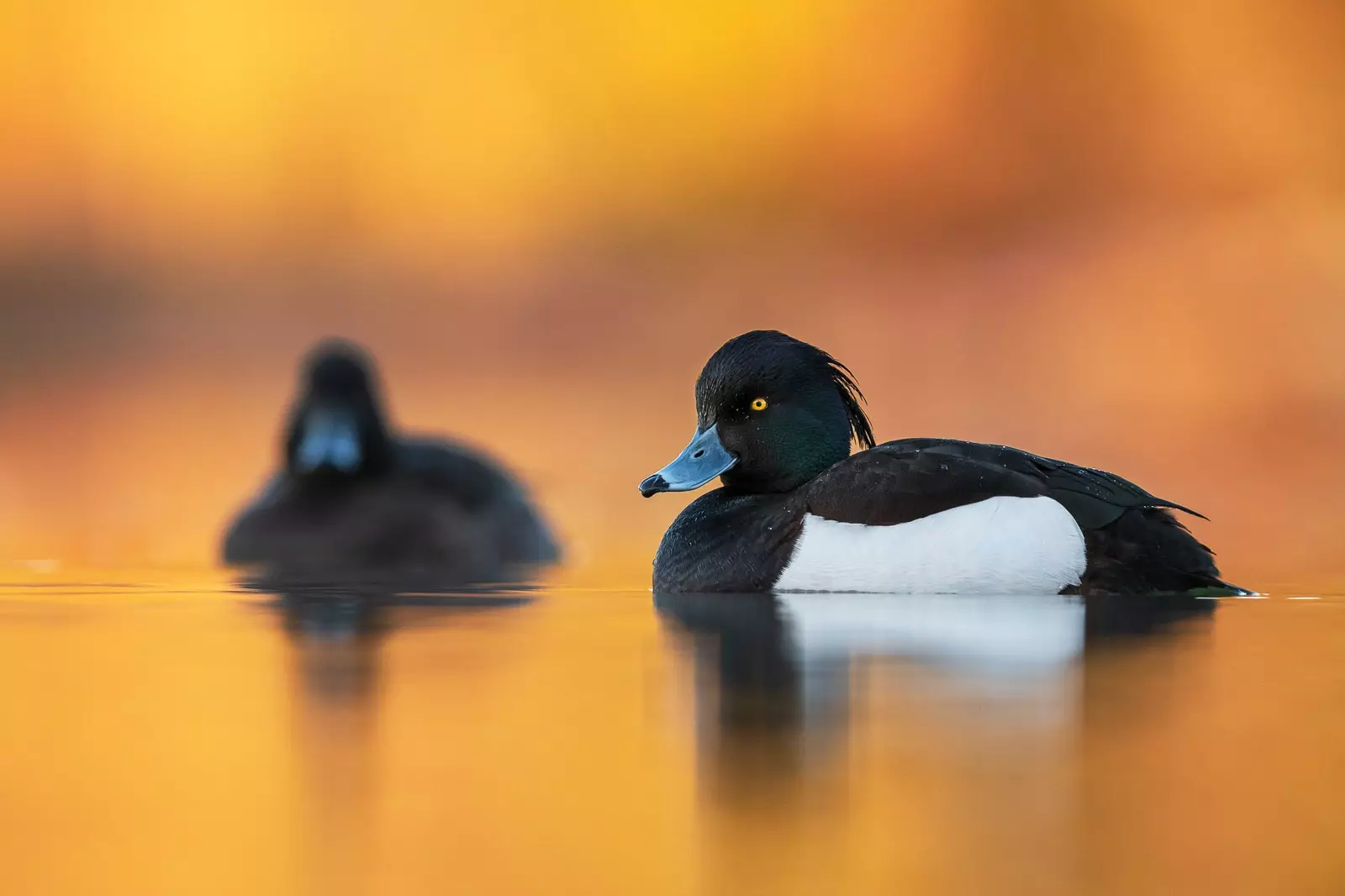 Tufted duck