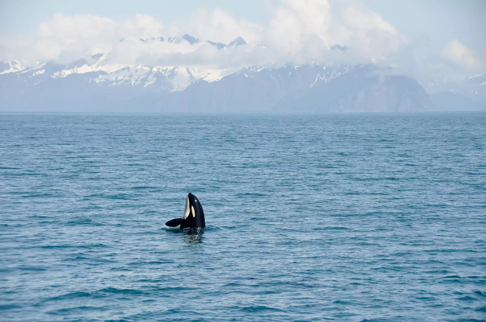 Turas go dtí an leithinis oighir an Kenai Fjords fiáin in Alasca