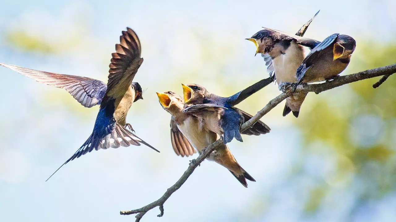 Conseils pour prendre soin de nos oiseaux du voisinage