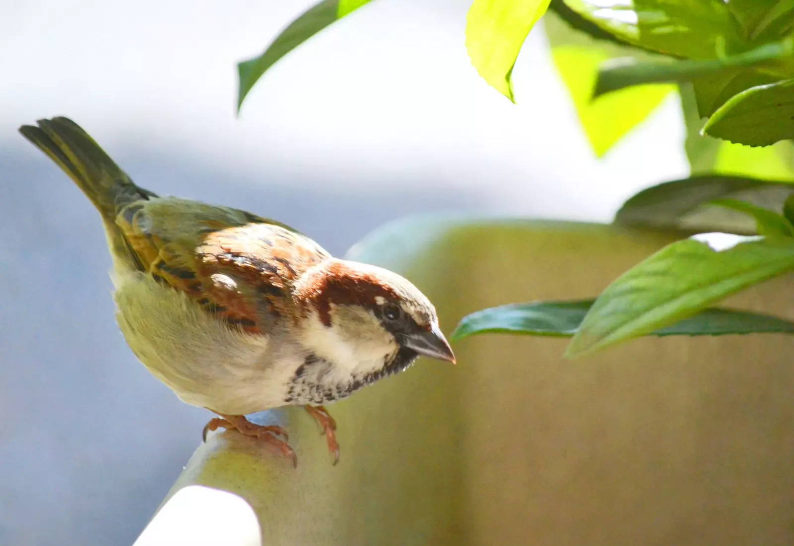 Mengapa kota-kota besar tidak memiliki burung pipit lagi?